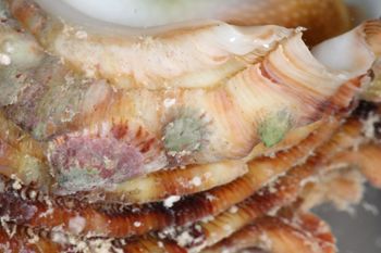 Media type: image;   Malacology 393771 Description: live specimen;